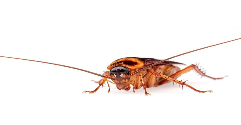 American cockroach (Periplaneta americana)