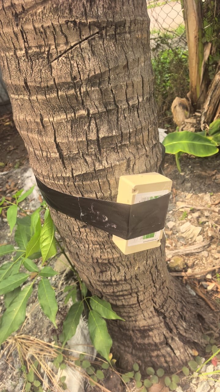 A single above-ground termite bait station taped to a palm trunk