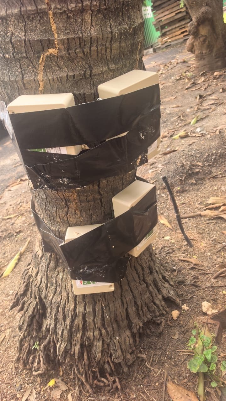 Four above-ground termite bait stations taped around a palm trunk, with termite mud trails on the bark above them