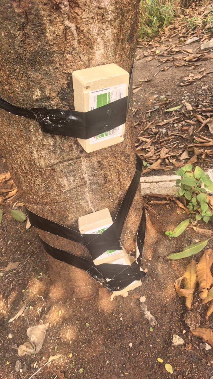 Two above-ground termite bait stations strapped to a tree trunk with black tape