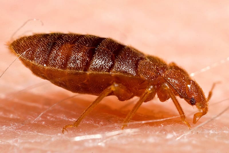 Adult bed bug (Cimex lectularius) close up
