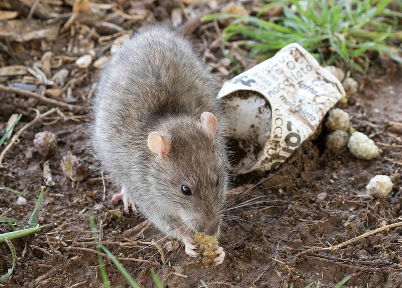 Brown rat (Rattus norvegicus) foraging outdoors