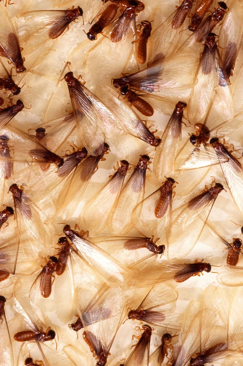 Flying termites (alates) with long, equal-length wings