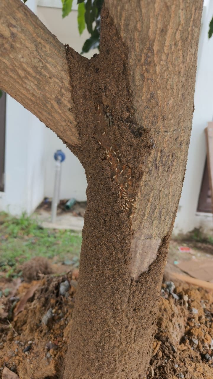 A garden tree trunk coated in termite mud, with live termites in a broken patch of the mud sheeting