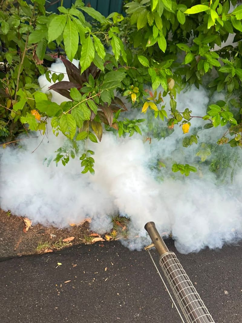 Mosquito fogging under garden shrubs where mosquitoes rest during the day