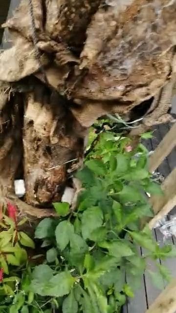 Termite damage on a tree trunk in the grounds of a residential building