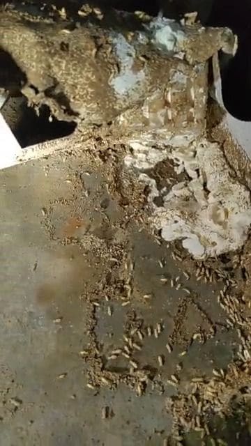Live termites around an above-ground bait station