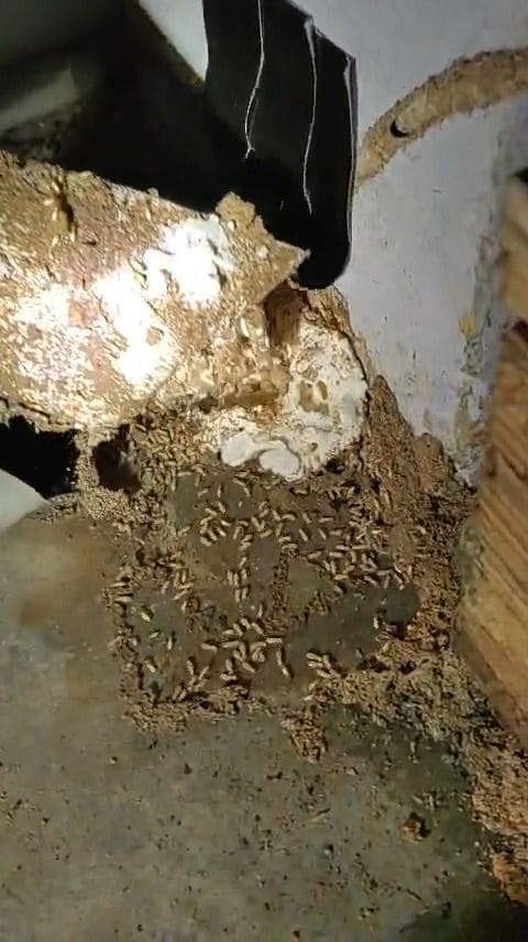 Hundreds of live termites exposed under a floor