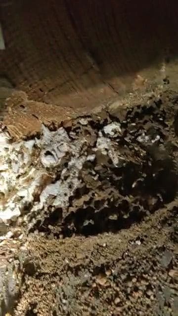 Termite nest exposed under broken floor tiles in a storeroom