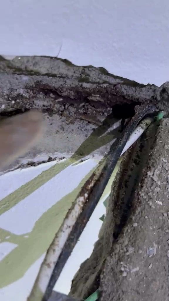 Termite tunnels running beside electrical wiring in a broken cement wall