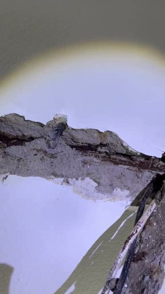 Termite tunnels exposed inside broken cement plaster on a wall
