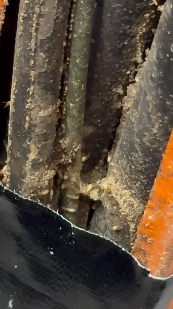 Live termites feeding on the bait inside a bait station