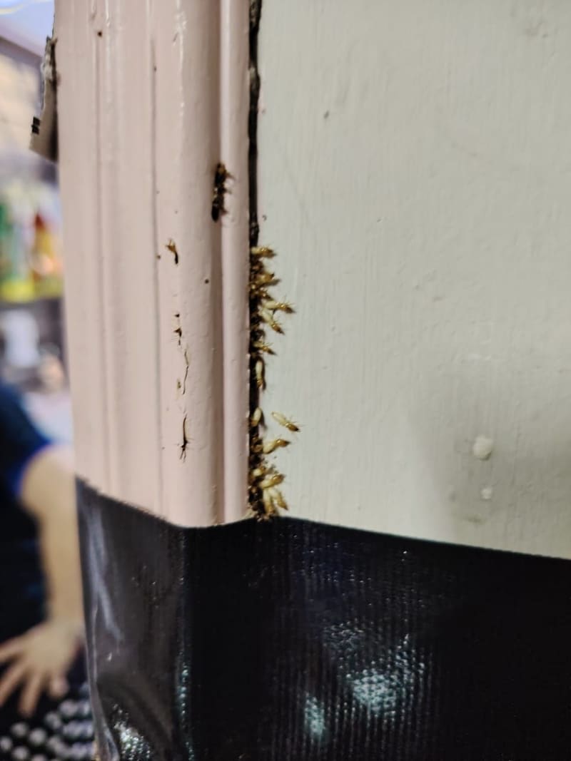 Soldier termites lined up in the gap between a door frame and the wall, just below a taped bait station