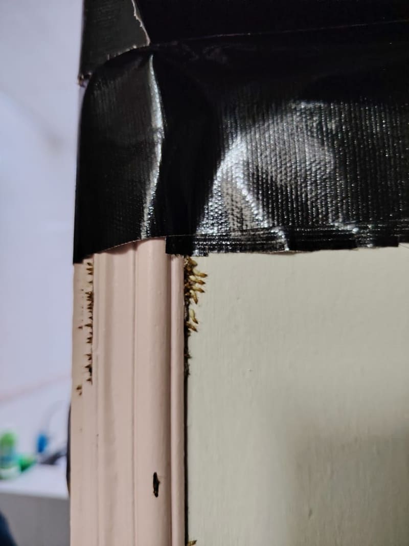 A bait station taped over a termite-damaged door frame, with soldier termites in the gap beneath it