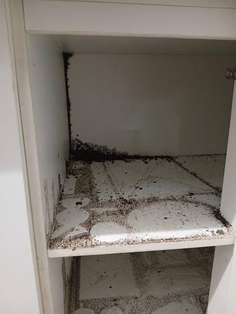 Termite damage and soil trails on the shelves of a built-in cabinet