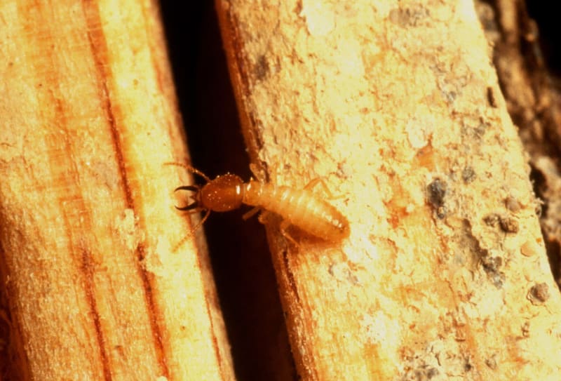 A termite inside a tunnel it has eaten through timber