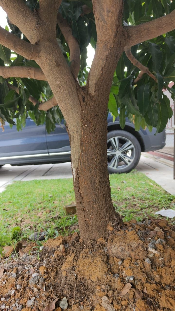 A garden tree with termite mud covering its trunk from the soil upwards