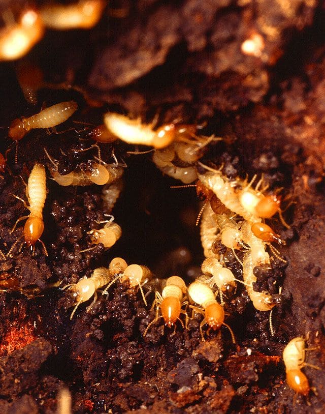 Inside a subterranean termite nest with workers and soldiers