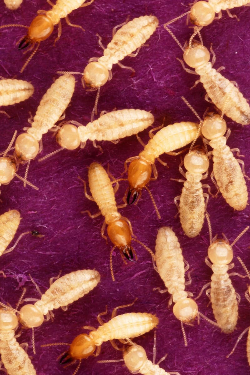 Subterranean termite workers and soldiers (Coptotermes formosanus) close up