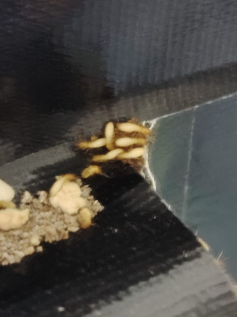 Close-up of worker termites feeding on the bait inside a bait station