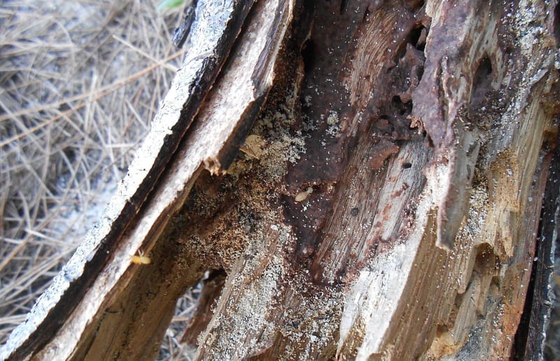 Termites in a piece of rotting timber